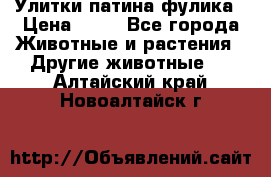 Улитки патина фулика › Цена ­ 10 - Все города Животные и растения » Другие животные   . Алтайский край,Новоалтайск г.